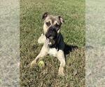 *BOBO - Male American Bulldog Dog for Adoption - Small photo