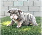 Small #7 English Bulldog