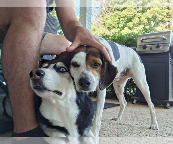 Medium Photo #4 Mutt Puppy For Sale in Mooresville, NC, USA