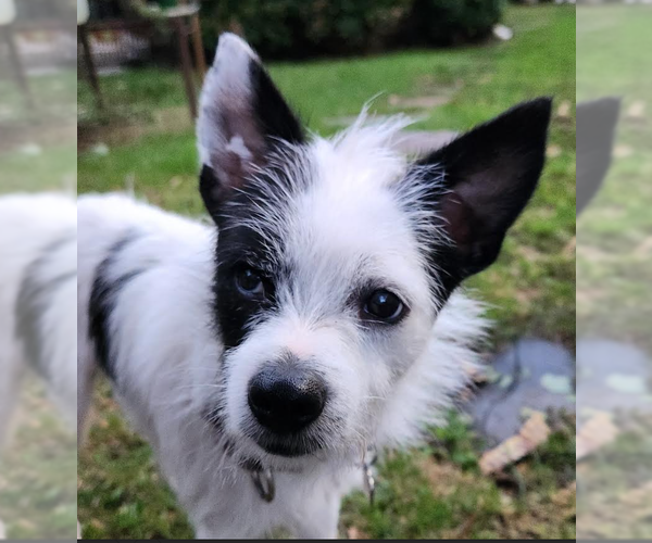 Medium Photo #4 Mutt Puppy For Sale in Cranston, RI, USA
