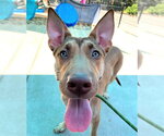 Small #1 German Shepherd Dog Mix