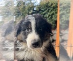 Small #5 Australian Shepherd