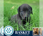 Small #3 American Pit Bull Terrier-Labrador Retriever Mix