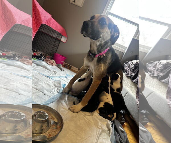 Medium Photo #7 Shepradors Puppy For Sale in Princeton, MN, USA