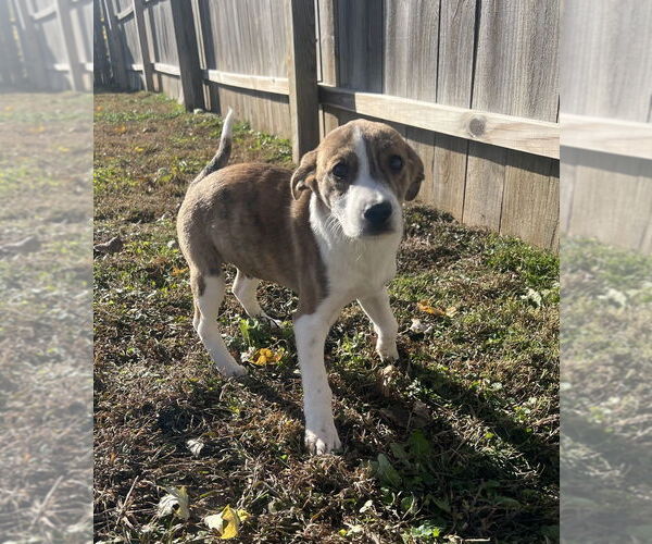 Medium Photo #3 Labrador Retriever-Saint Bernard Mix Puppy For Sale in Aurora, IN, USA