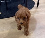 Small #7 Maltipoo