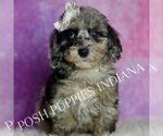 Small #6 Poodle (Miniature)