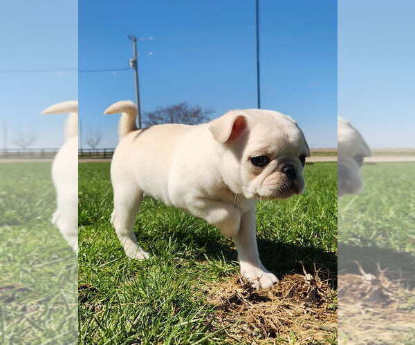 Medium Photo #1 Pug Puppy For Sale in CORY, IN, USA