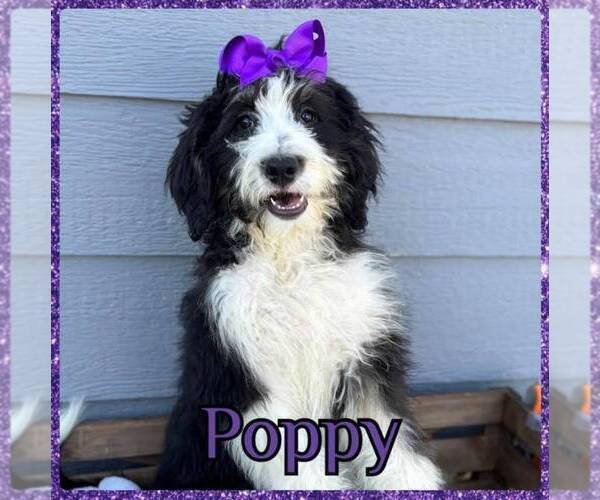 Medium Photo #1 Bernedoodle Puppy For Sale in LONGMONT, CO, USA