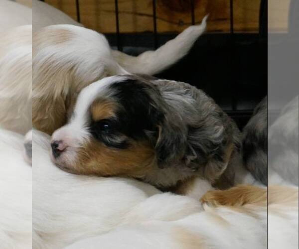 Medium Photo #6 Golden Mountain Doodle  Puppy For Sale in JIM FALLS, WI, USA