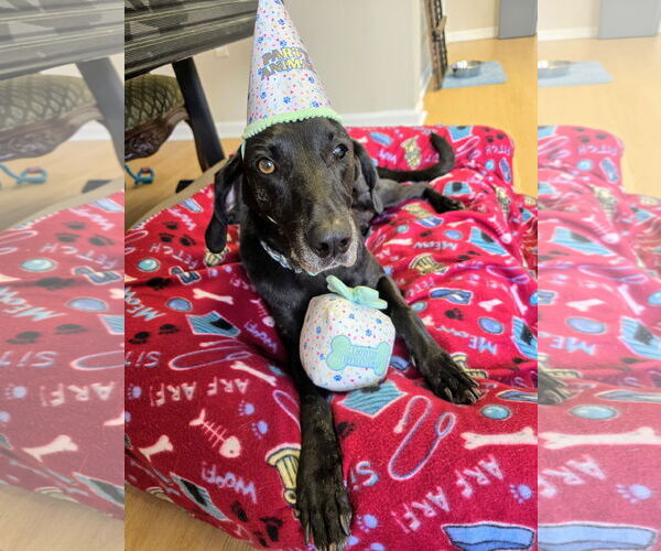 Medium Photo #16 Plott Hound-Weimaraner Mix Puppy For Sale in Rockaway, NJ, USA
