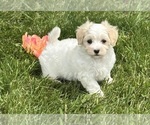 Small #9 Maltese