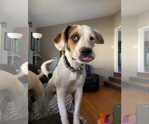 Zoe AKA Dottie - Female Bogle Dog for Adoption - Photo #2