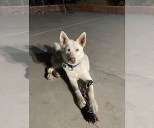 German Shepherd Dog-Siberian Husky Mix Puppy for sale in MONTEREY PARK, CA, USA