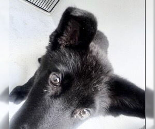 Medium Photo #1 German Shepherd Dog Puppy For Sale in Houston, TX, USA