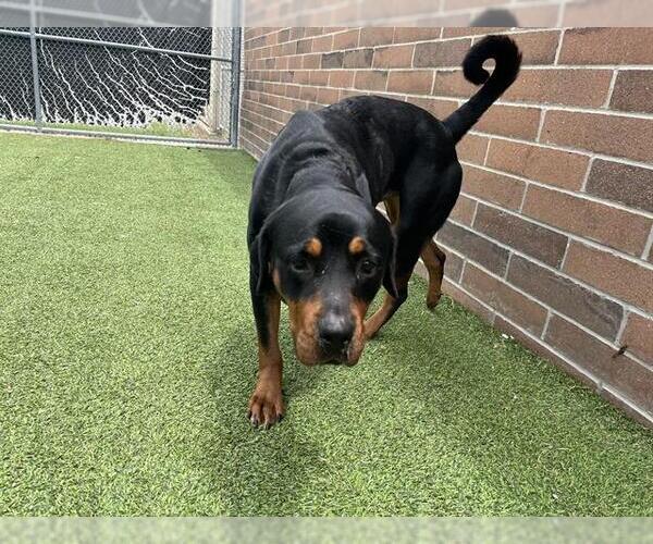 Medium Photo #2 Rottweiler-Unknown Mix Puppy For Sale in Grand Prairie, TX, USA