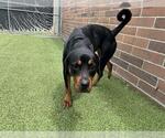 Small #1 Rottweiler Mix