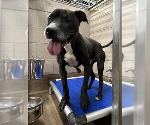 American Pit Bull Terrier Dogs for adoption in Aurora, IL, USA