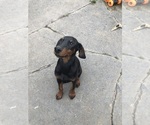 Small #11 Doberman Pinscher