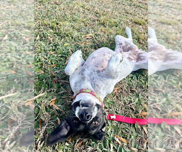 Medium Photo #13 Mutt Puppy For Sale in Candler, NC, USA