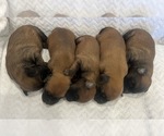 Wheaten boys - Male Soft Coated Wheaten Terrier Puppy for Sale - Photo #2