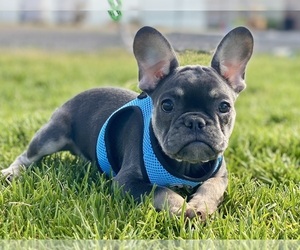 French Bulldog Puppy for sale in COLORADO SPRINGS, CO, USA