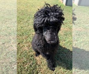 Poodle (Standard) Puppy for sale in MOORESVILLE, NC, USA