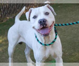 American Bulldog-Unknown Mix Dogs for adoption in Tallahassee, FL, USA