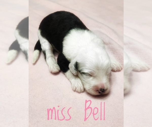 Medium Photo #3 Sheepadoodle Puppy For Sale in GOLDEN CITY, MO, USA