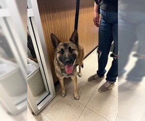 German Shepherd Dog-Unknown Mix Dogs for adoption in Stockton, CA, USA