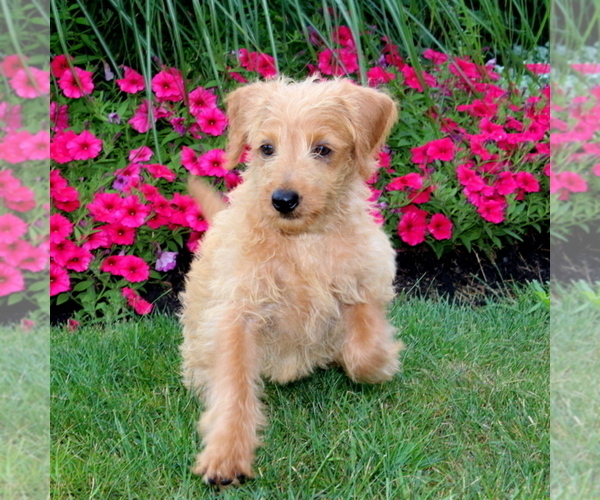 Medium Photo #2 Labradoodle-Poodle (Miniature) Mix Puppy For Sale in CHRISTIANA, PA, USA