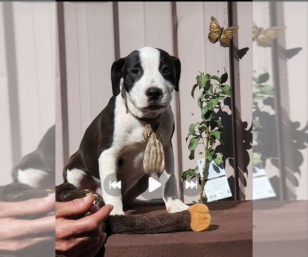 Medium Photo #2 American Pit Bull Terrier-Labrador Retriever Mix Puppy For Sale in San Diego, CA, USA