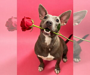 Stormy - Female American Pit Bull Terrier-Unknown Mix Dog for Adoption - Photo #4