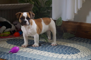 Beabull-English Bulldog Mix Puppy for sale in FREDERICKSBG, OH, USA