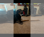 Small Mutt