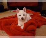 Small Photo #5 Shiba Inu Puppy For Sale in DAVENPORT, FL, USA