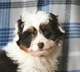 Australian Shepherd-Chihuahua Mix Puppy for sale in GAP, PA, USA