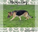 Small #5 German Shepherd Dog