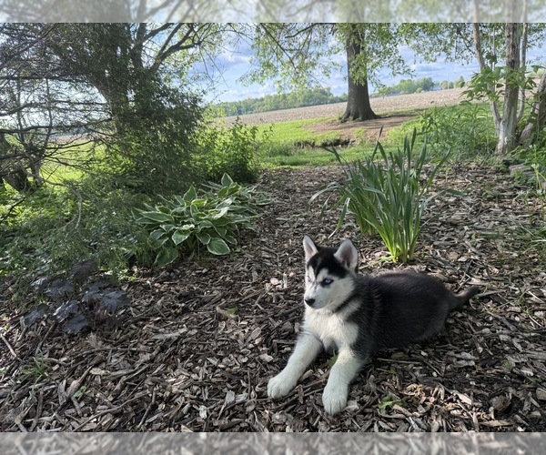 Medium Photo #9 Siberian Husky Puppy For Sale in ALTON, IL, USA