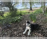 Small Photo #9 Siberian Husky Puppy For Sale in ALTON, IL, USA