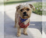 Small Mutt