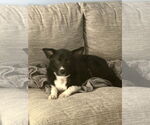 Small #5 Border Collie Mix