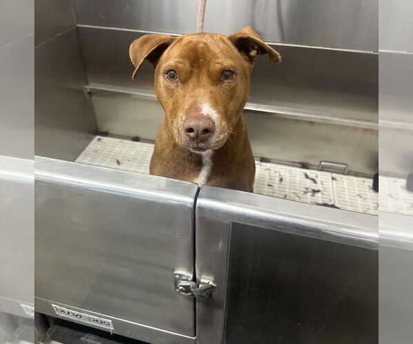 Medium Photo #5 Mutt Puppy For Sale in Hayward, CA, USA