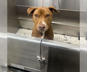 Luna - Female Mutt Dog for Adoption - Photo #5
