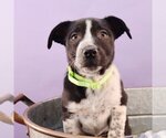 Small Photo #1 Border Collie-Bulldog Mix Puppy For Sale in Sheridan, CO, USA
