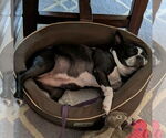 Small #1 Boston Terrier