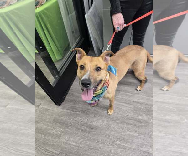 Medium Photo #4 Mutt Puppy For Sale in Woodbury, NY, USA