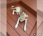 Small #10 Siberian Husky Mix