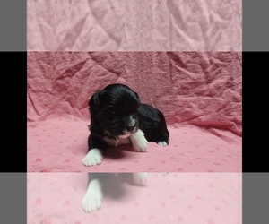 Maltipoo Puppy for sale in BROOKFIELD, MO, USA