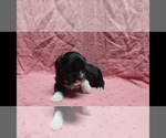 Image preview for Ad Listing. Nickname: Dusk